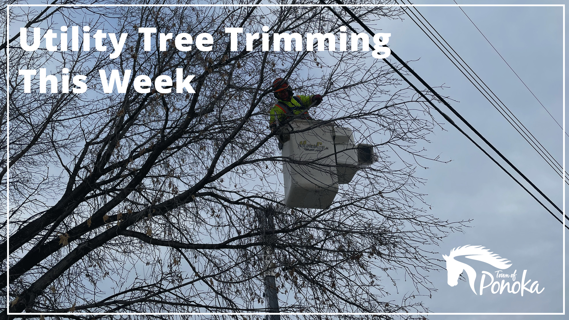 A faint dark blue-tinted image of a person in a hi-vis suit removing branches that are touching a powerline. The text reads 'Utility Tree Trimming This Week.' The white Town of Ponoka logo is in the upper right hand corner.