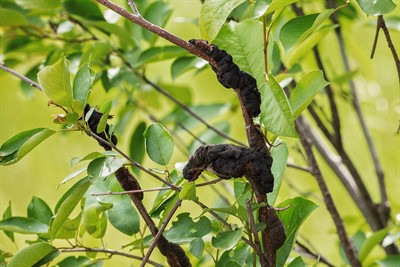 Black Knot Disease