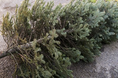 Christmas Tree Pickup